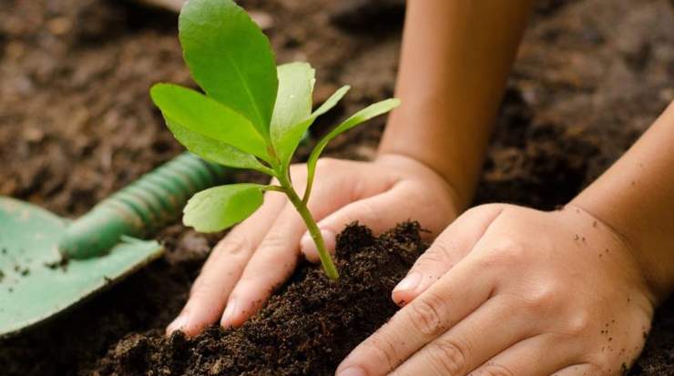 5000 ‘Trees of Hope’ to be Planted by Giovani Group