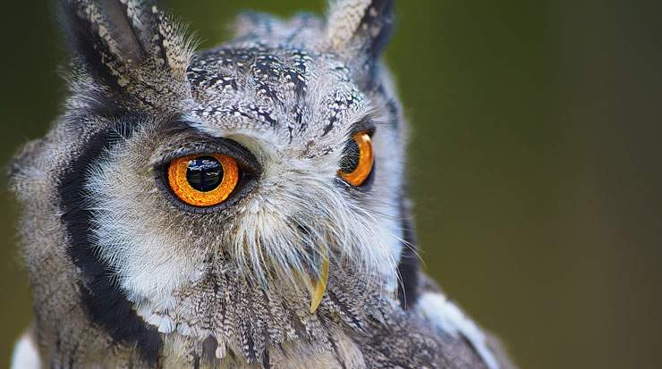 As well as being home to owls and other creatures, Pafos’ Zoo collection of parrots and venomous snakes is hailed as one of the largest in Europe