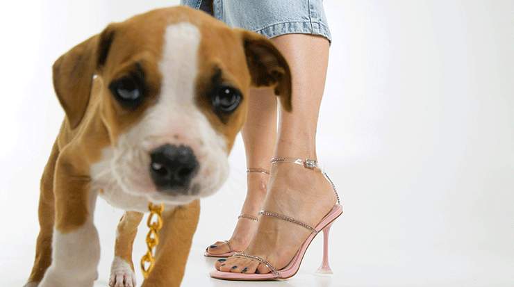 Shoebox Launched Corporate Social Responsibility Initiative to Help Animal Shelter