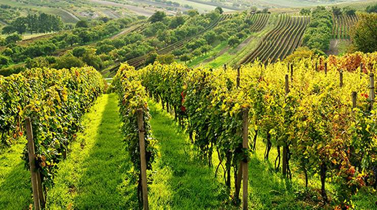 AGRICYGEN Focusses on Animal and Plant Production