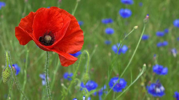 Poppies are among the area’s many wild flowers