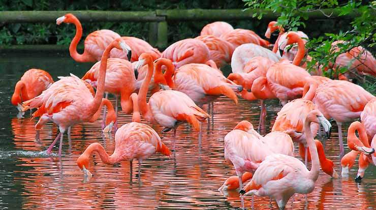 Flamingos