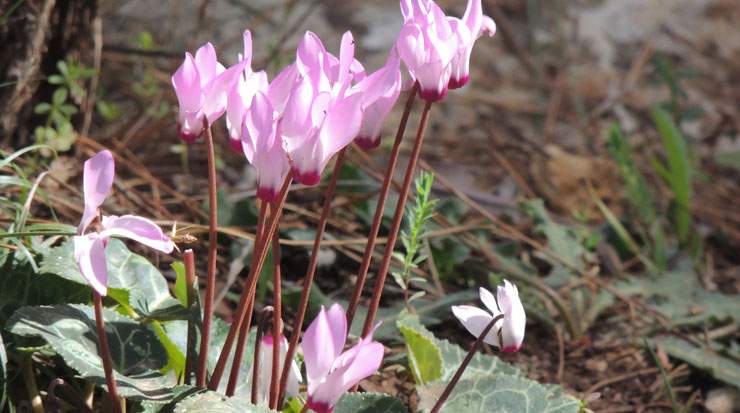 Cyclamens