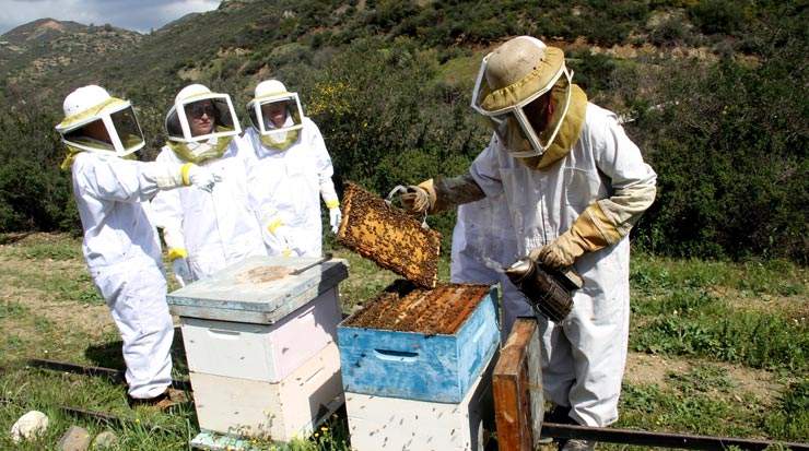 Beekeepers Larnaca 