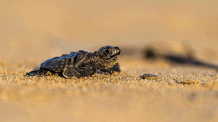 Protection of Sea Turtles for the Summer Season