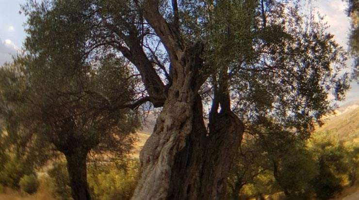 CSTI: Let us help tourism in Cyprus to be as resilient as its olive trees!