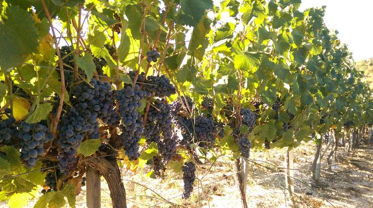 Pano Arodes village vineyard