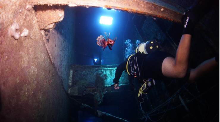 Zenovia: Training of the Removal of Lionfish