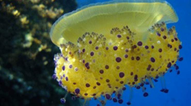 Larnaca: New Video of our Marvellous Marine Life