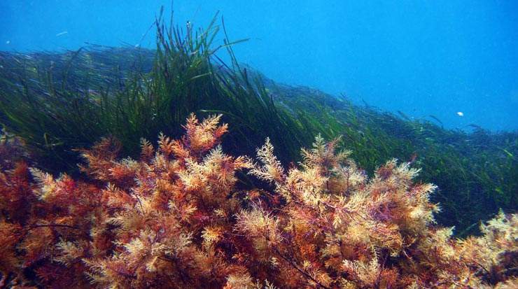 Memorandum of Cooperation Between the Department of Fisheries and Marine Research