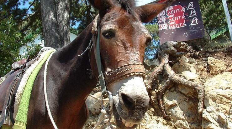 Cyprus Agrotourism Association has 89 members offering 1,243 licensed beds across 60 villages