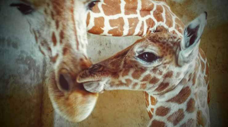 New Tenant at Paphos Zoo