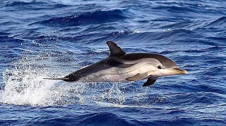 Dophins Spotted in Ayia Napa