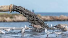 Three Percent of the World’s Ocean Protected Areas Are Polluted by Sewage